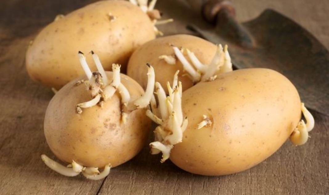 Patatesi bu yöntemle saklayın filizlenme sorununa son verin 11
